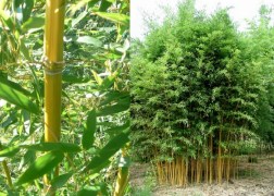 Phyllostachys aureosulcata / Kínai aranycsíkos bambusz